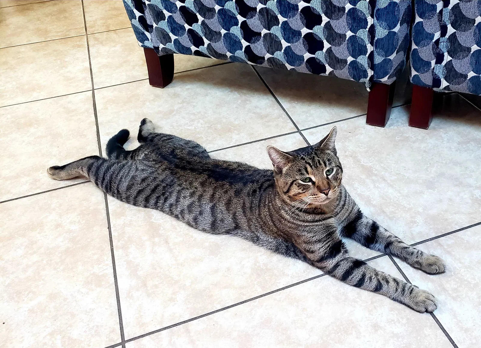 Lost cat in Crystal River, FL, 34429