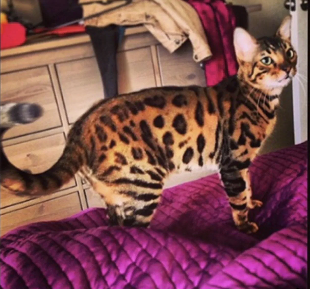 Lost cat in Cocoa, FL, 32926