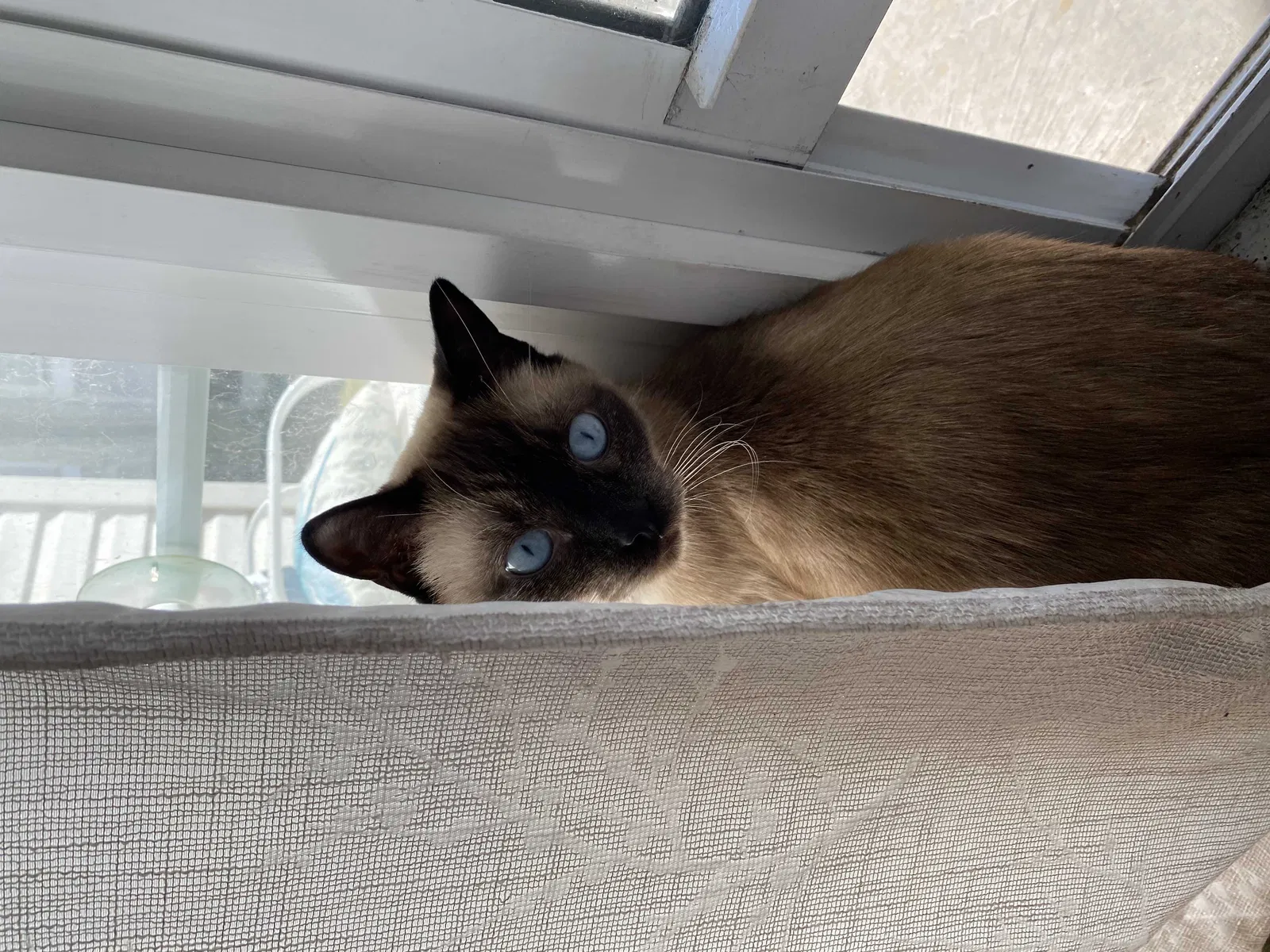 Lost cat in Pensacola, FL, 32504