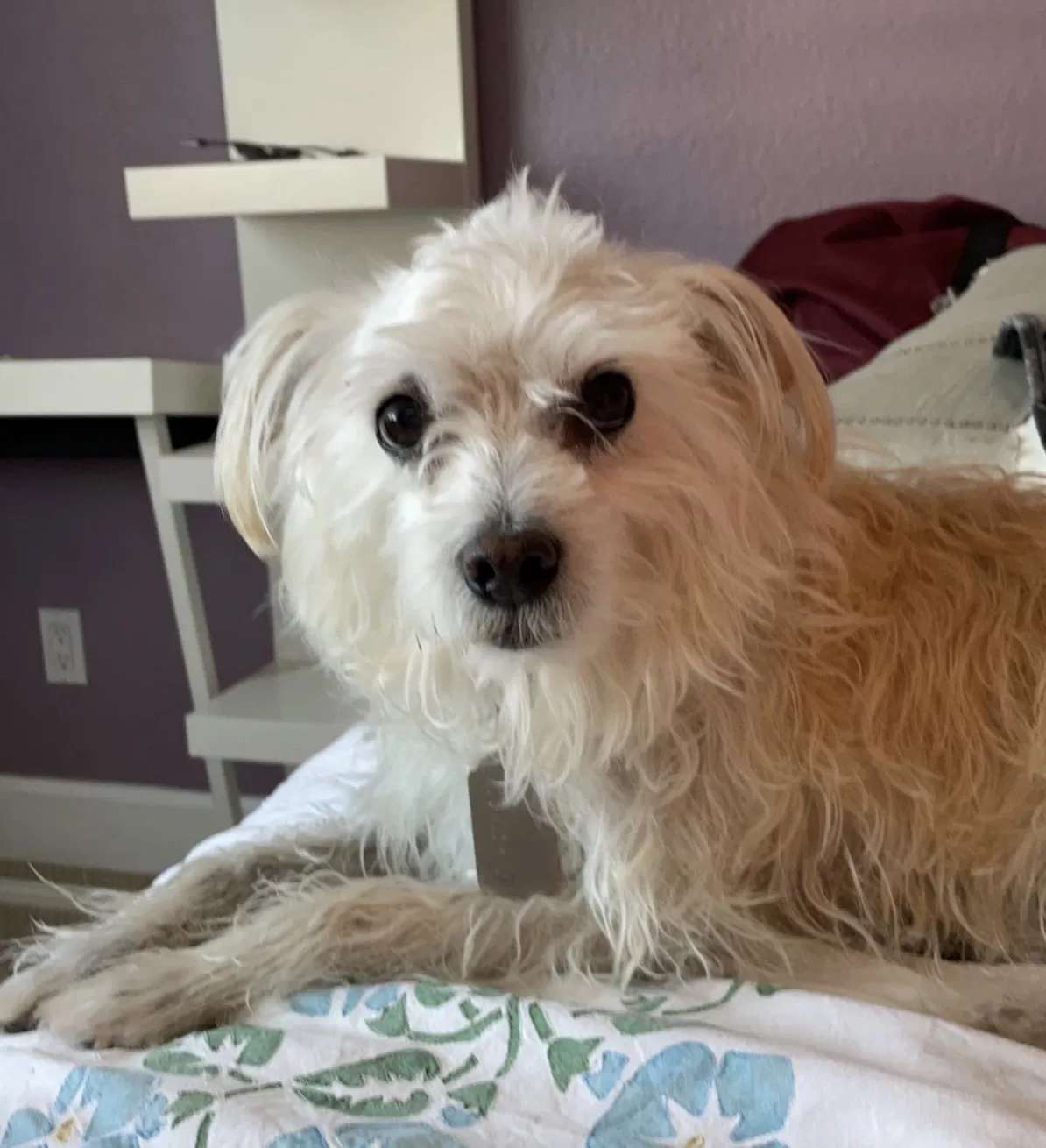 Lost dog in La Jolla, CA, 92037