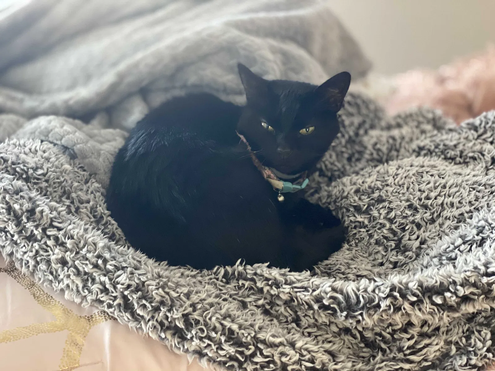 Lost cat in Grove City, OH, 43123