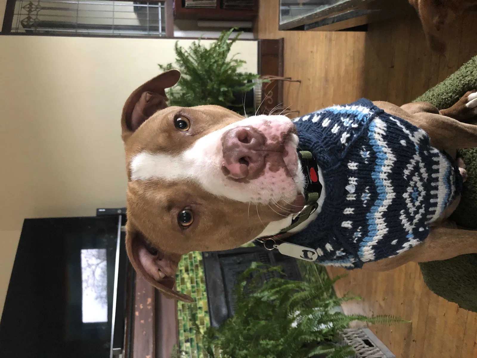 Lost dog in Milwaukee, WI, 53208