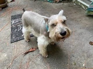 Lost dog in Gainesville, FL, 32605
