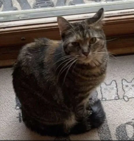 Lost cat in Plainfield, IL, 60585