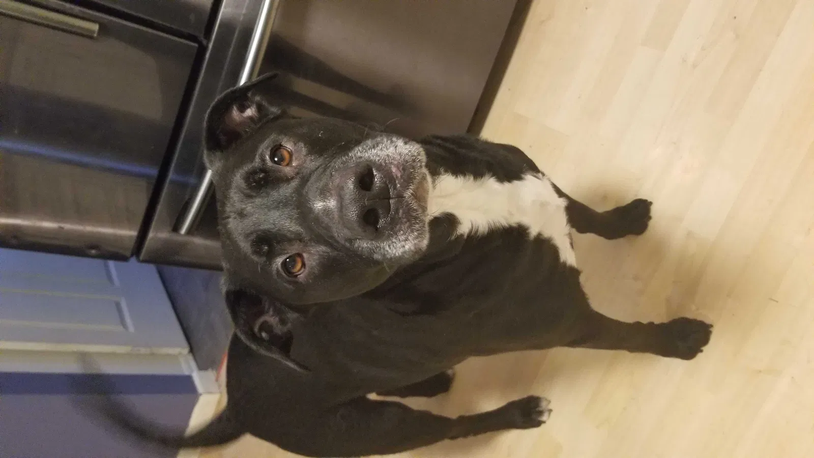 Lost dog in Lacey, WA, 98503