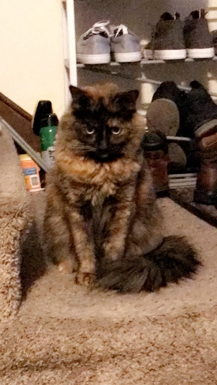 Lost cat in Minneapolis, MN, 55407