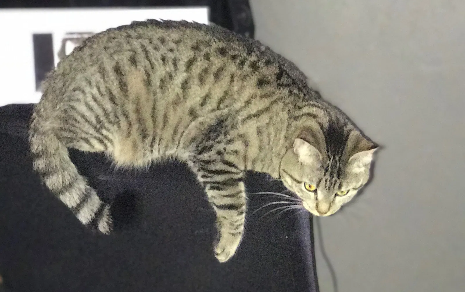 Lost cat in Saint Louis, MO, 63116