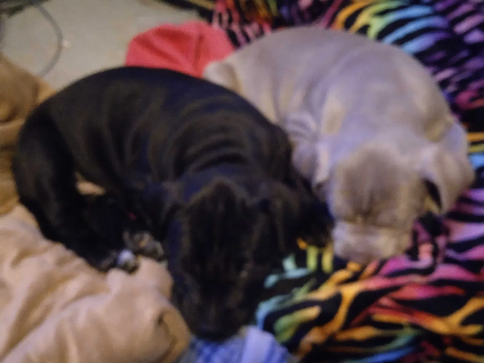Lost dog in Graham, WA, 98338