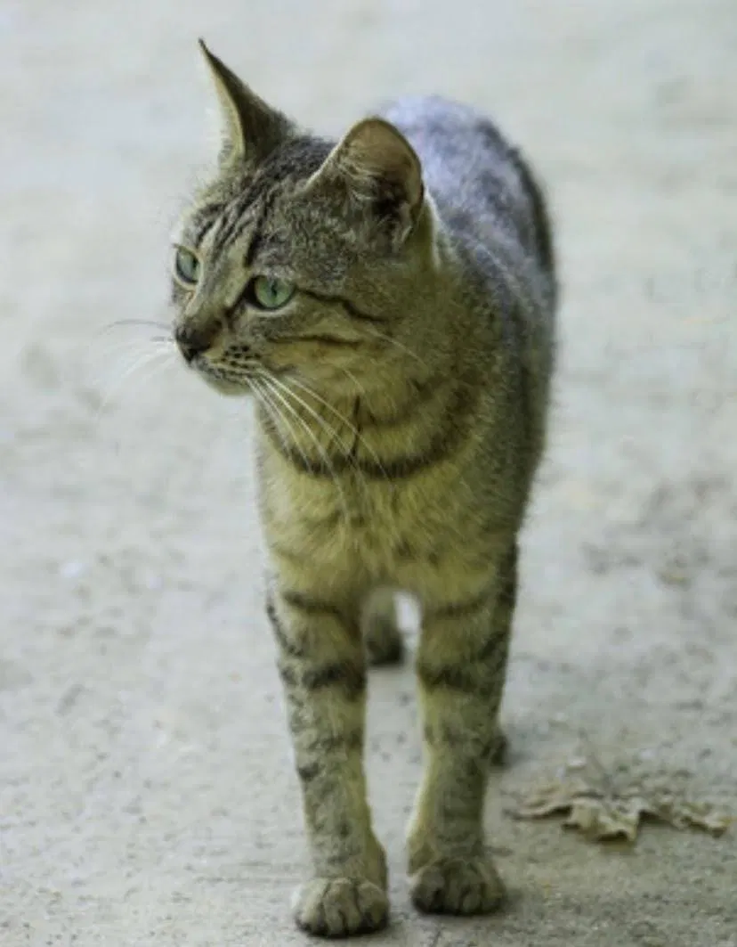 Lost cat in Easton, PA, 18045