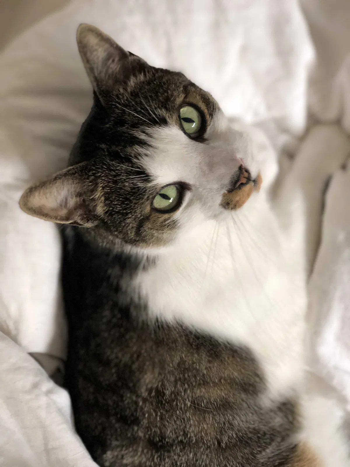 Lost cat in Cleveland, OH, 44118