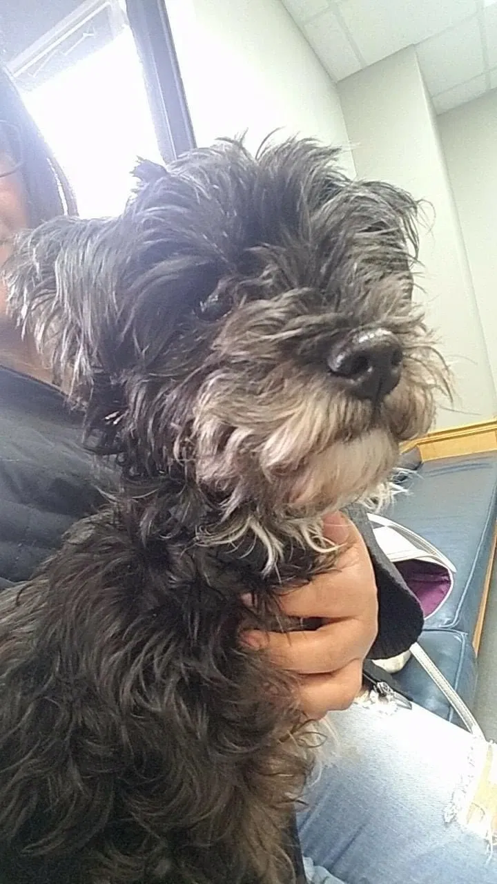 Lost dog in Dallas, GA, 30157