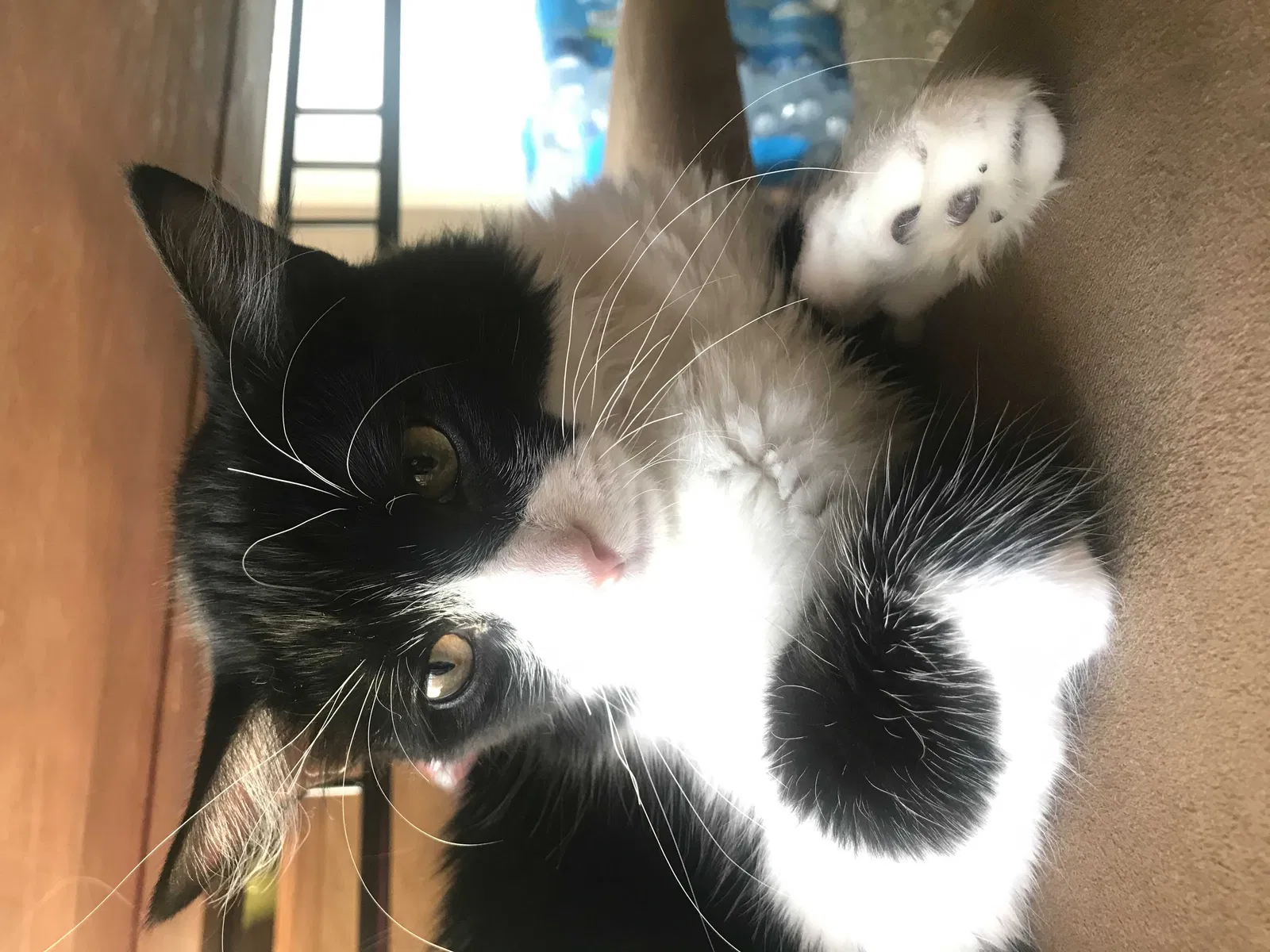 Lost cat in Rio Rancho, NM, 87144