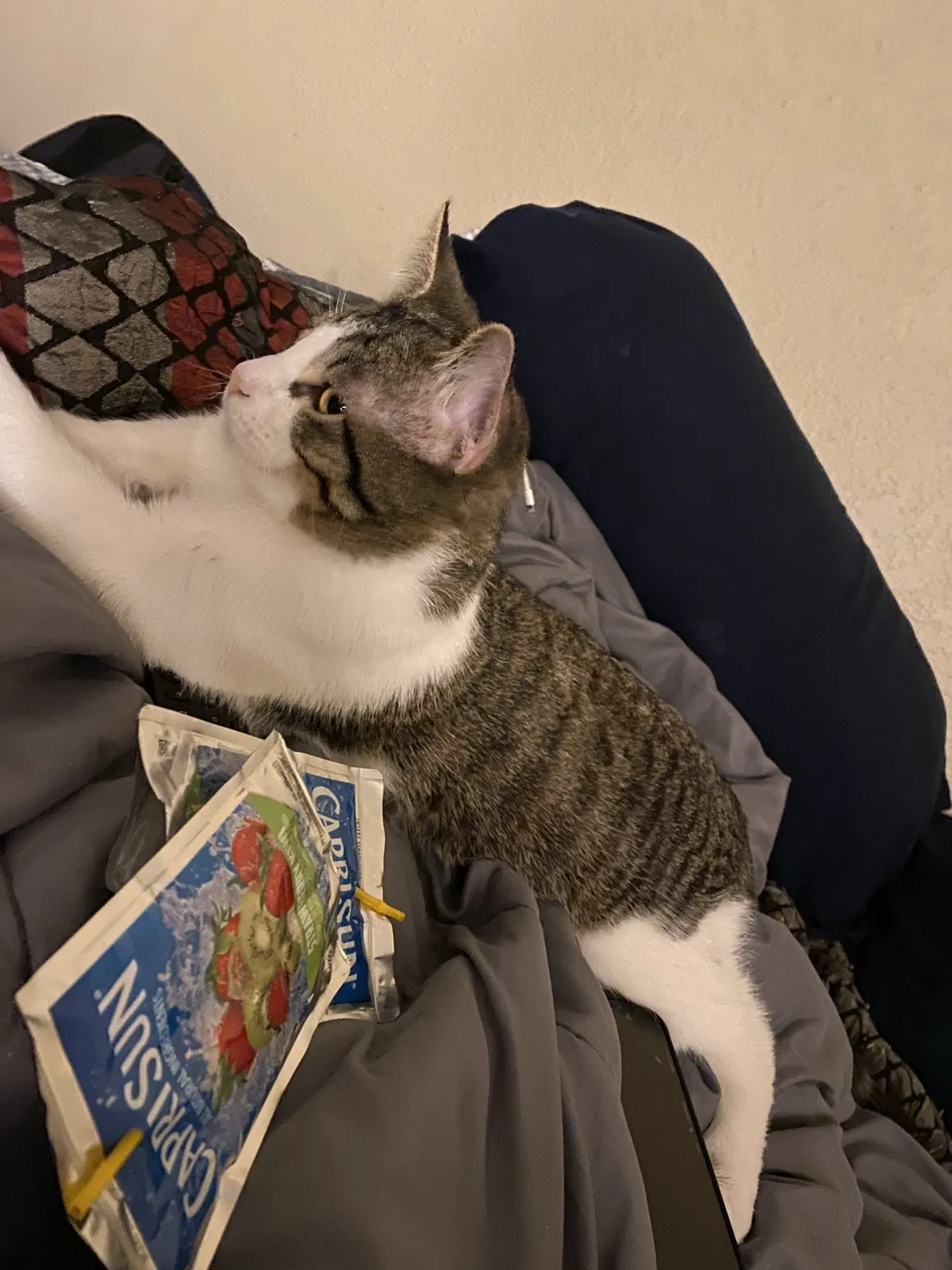 Lost cat in Tulsa, OK, 74145