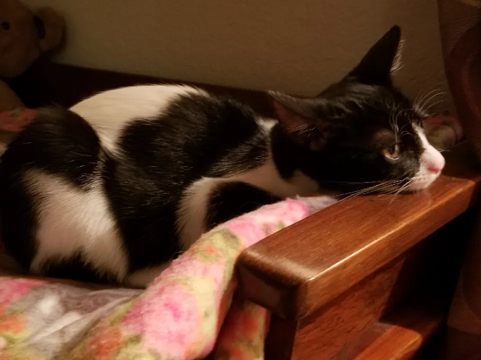 Lost cat in Cedar Hill, TX, 75104