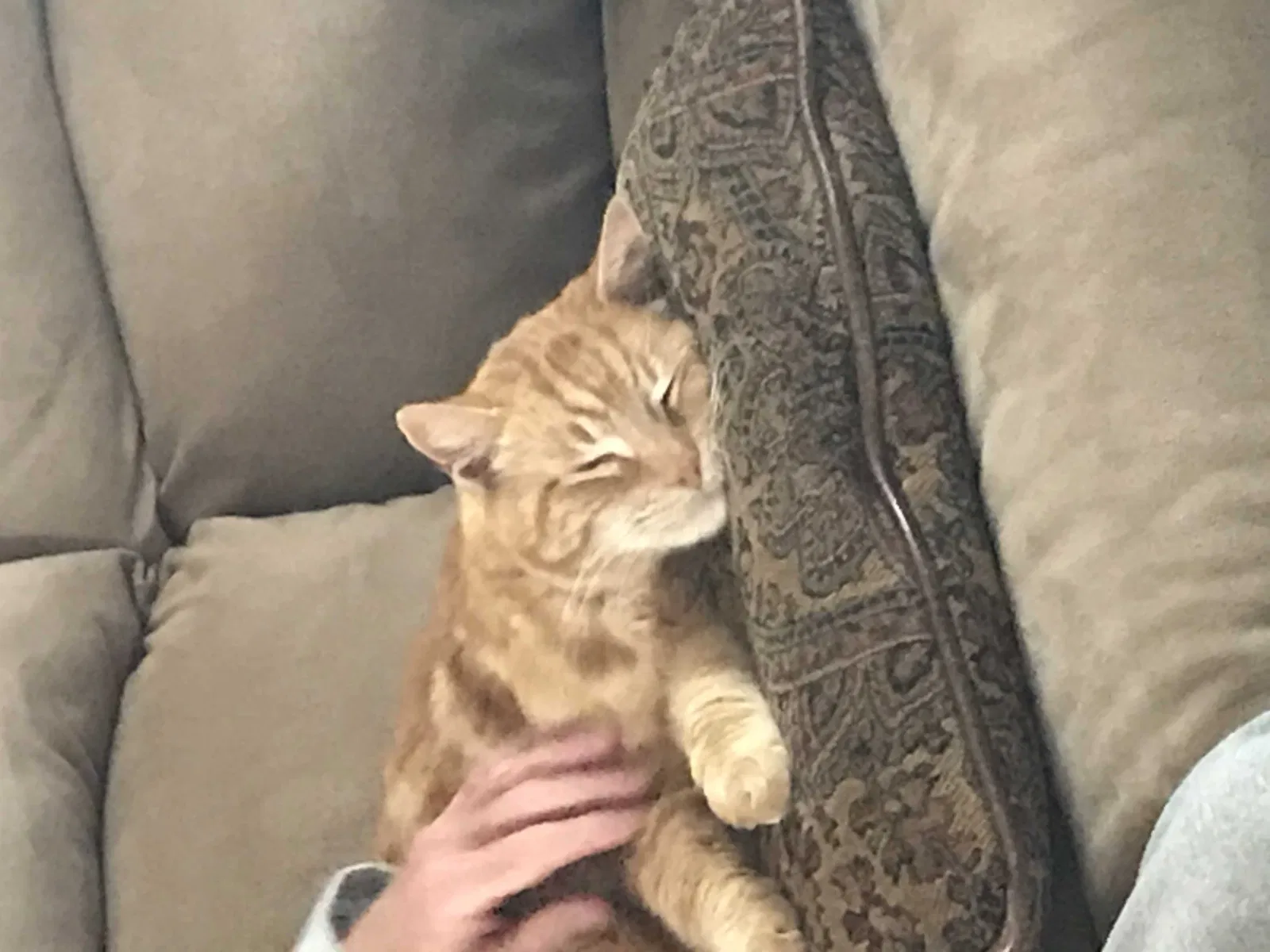 Lost cat in Fairfield, CA, 94533