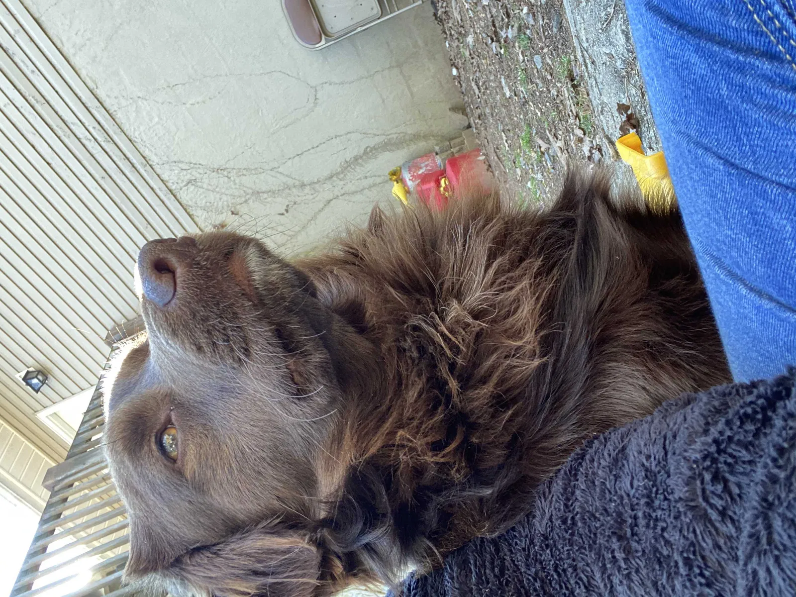 Lost dog in Winston Salem, NC, 27101
