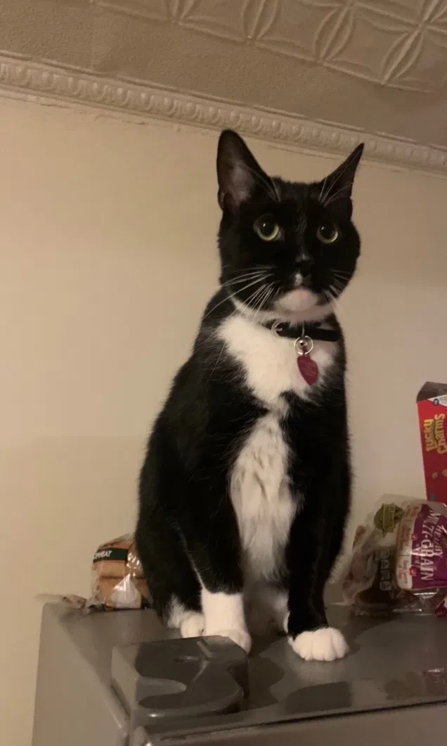 Lost cat in Baltimore, MD, 21218