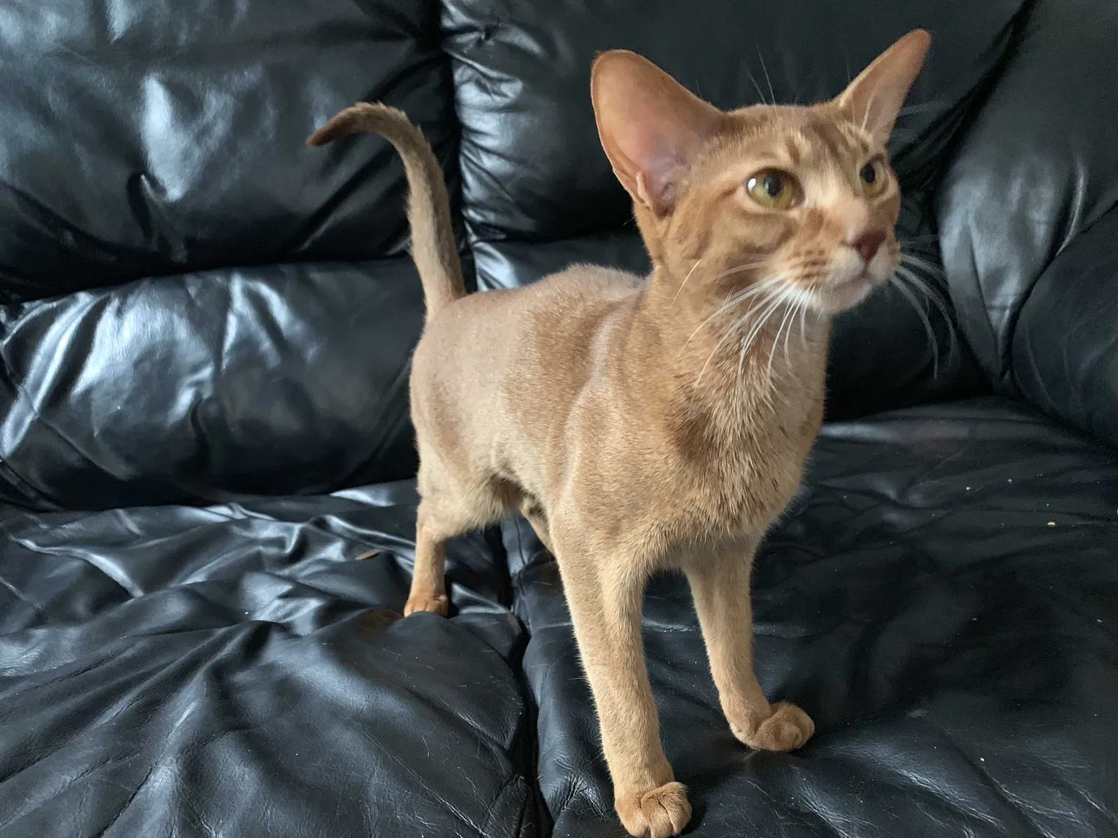 Lost cat in Chicago, IL, 60647