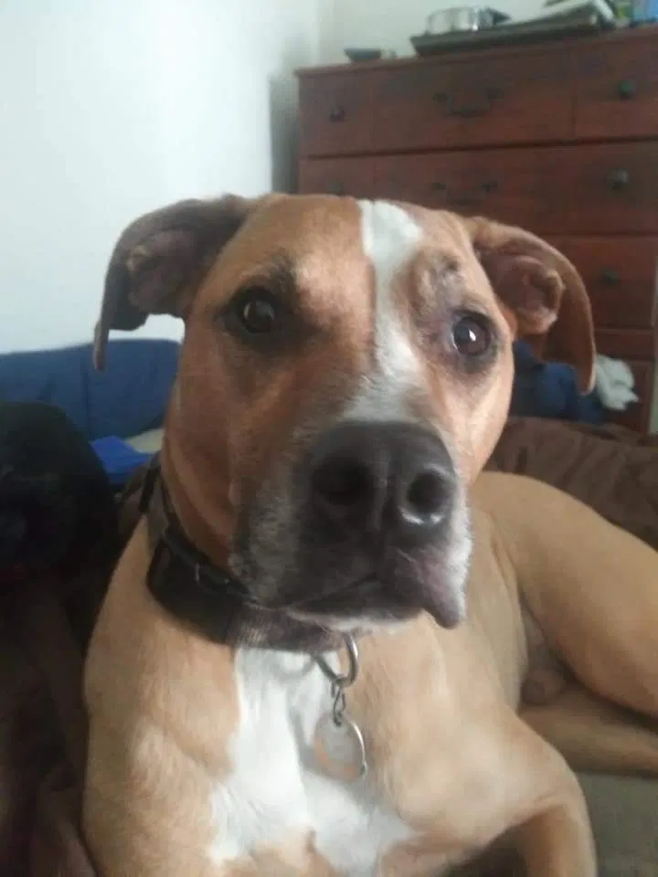 Lost dog in Lansing, MI, 48912