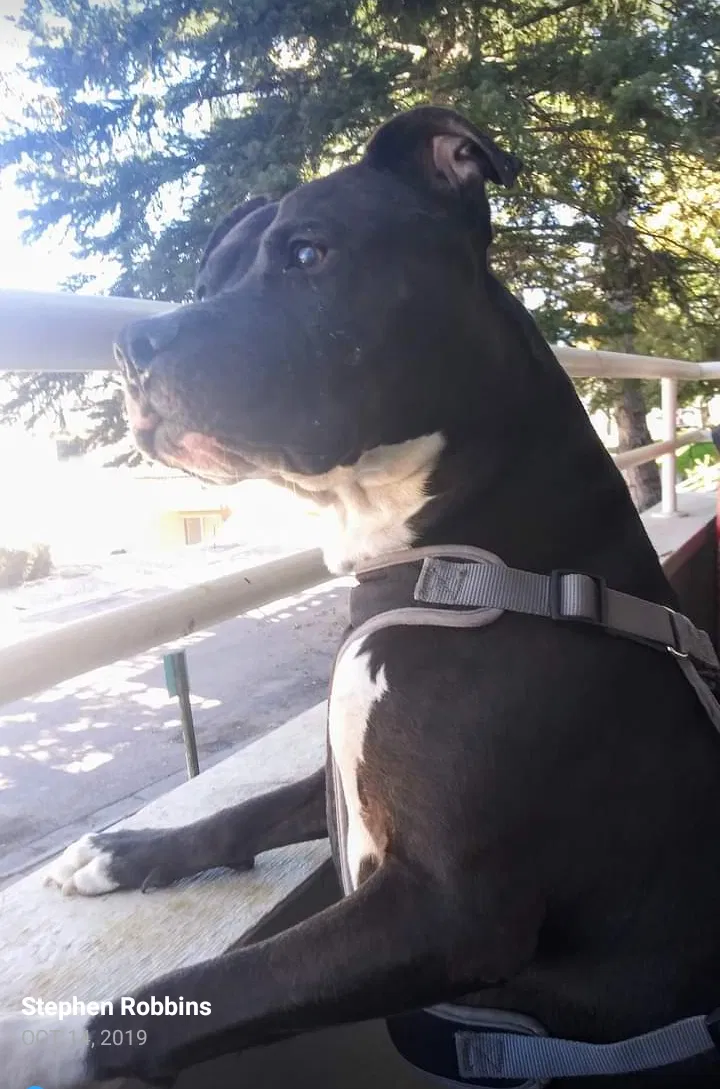 Lost dog in Colorado Springs, CO, 80909