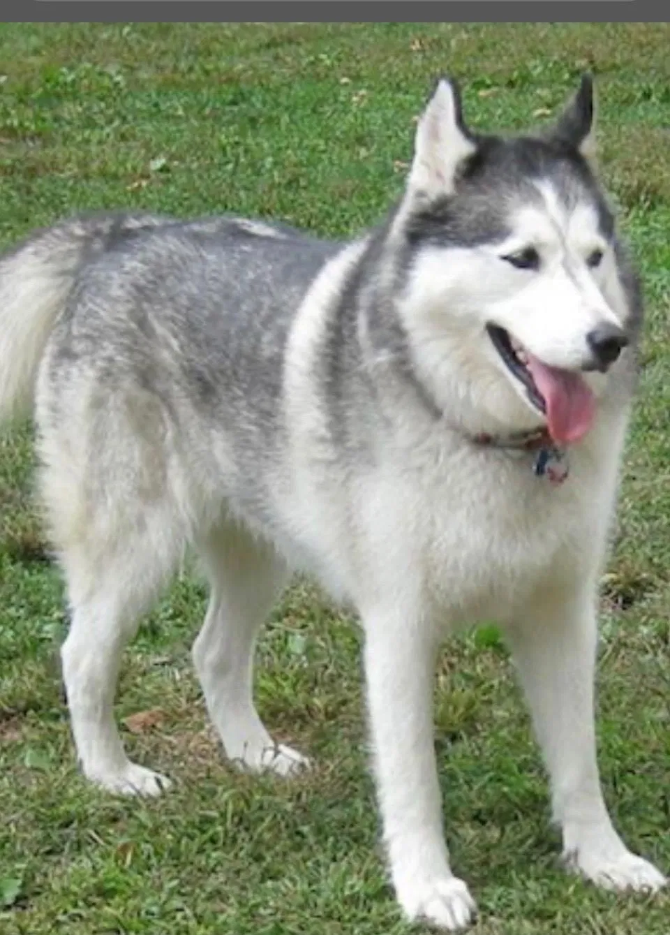Lost dog in Smithville, TN, 37166