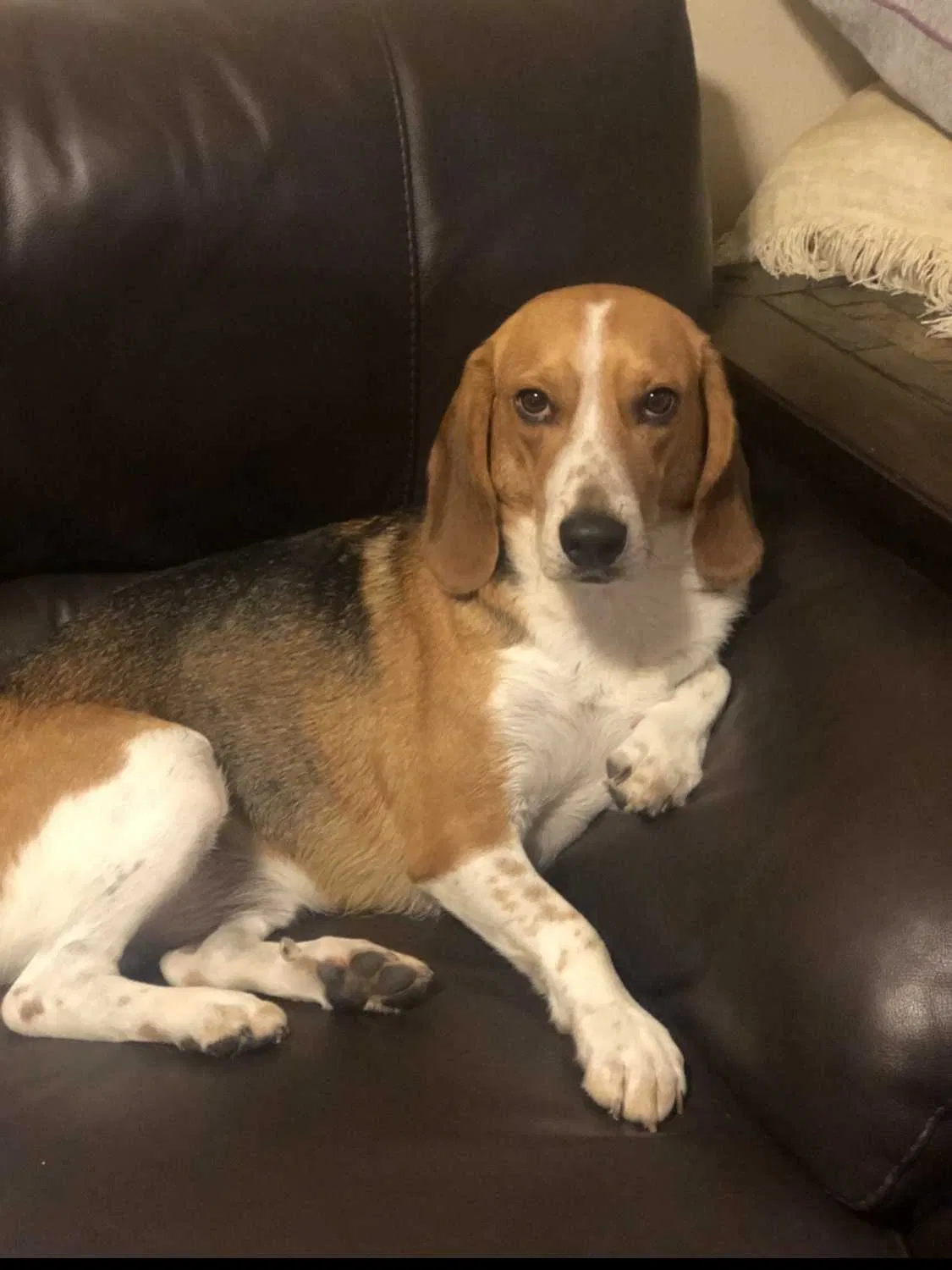Lost dog in Bridge City, TX, 77611