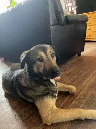 Lost dog in Columbia, SC, 29209
