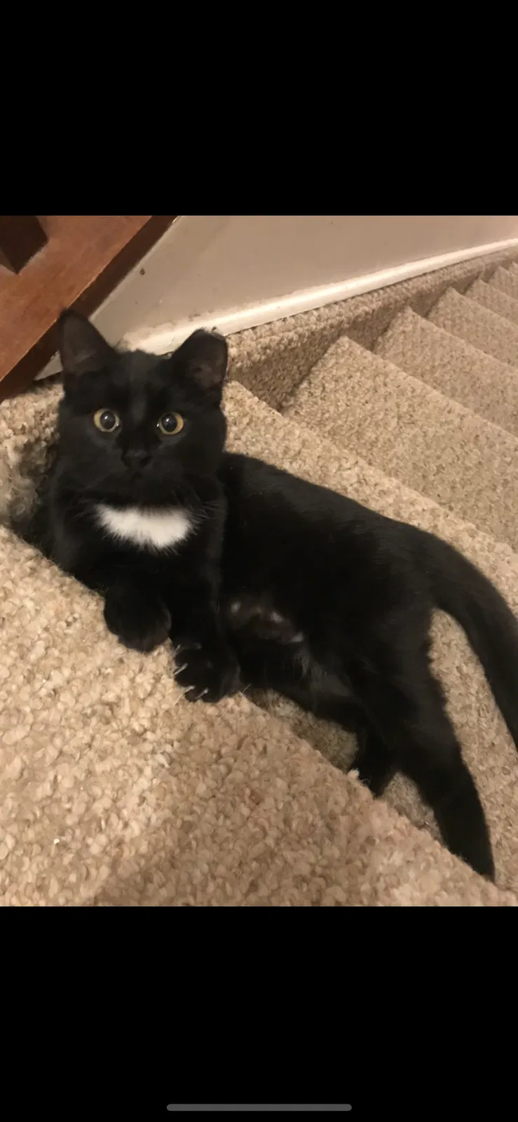 Lost cat in Holbrook, NY, 11741