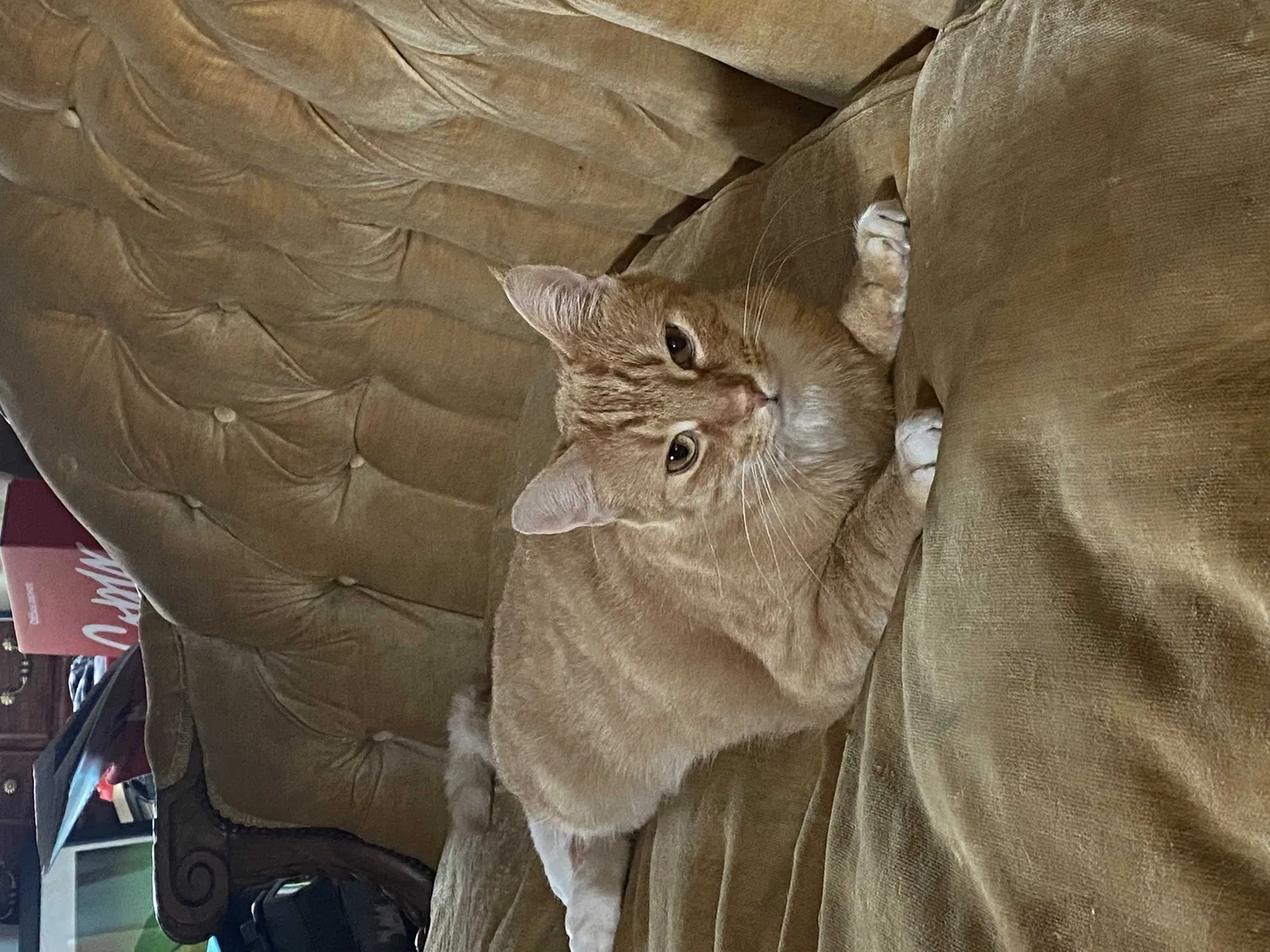 Lost cat in Brandon, FL, 33510