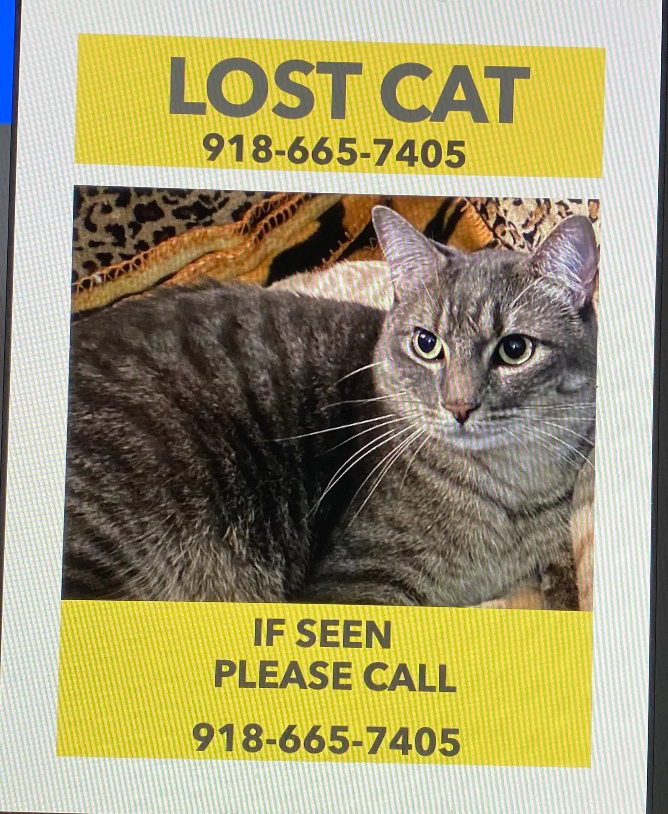 Lost cat in Tulsa, OK, 74129