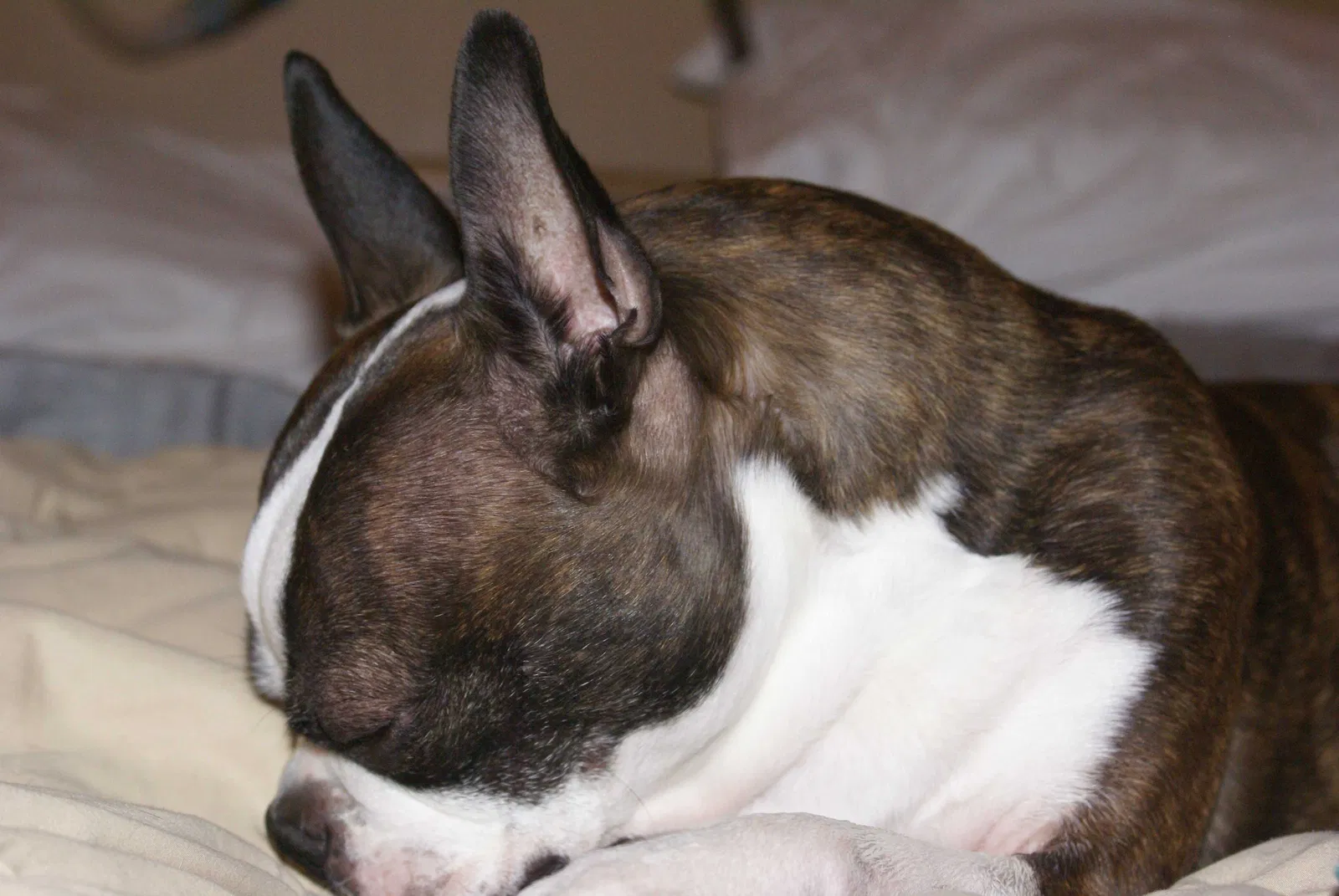 Lost dog in Wheeling, IL, 60090