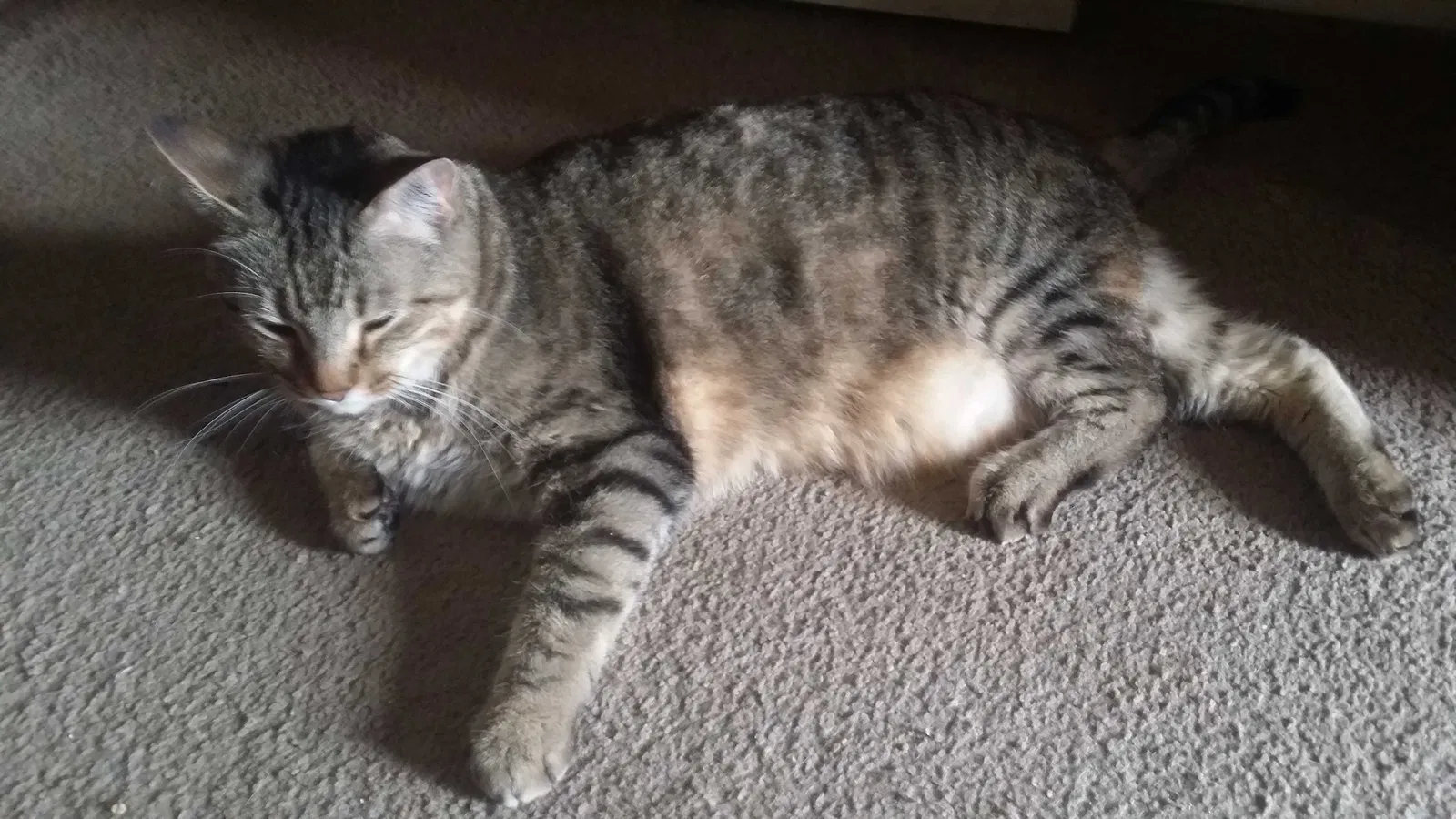 Lost cat in Austin, TX, 78748
