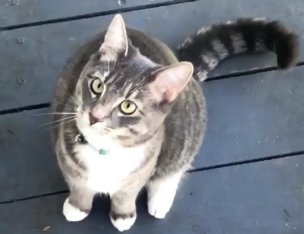 Lost cat in Antioch, CA, 94509
