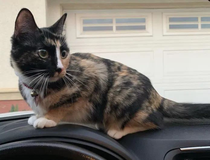 Lost cat in Kenmore, WA, 98028
