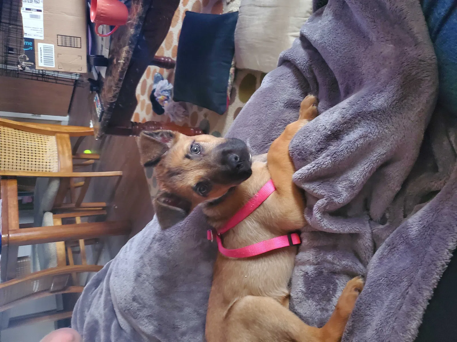 Lost dog in Gardner, KS, 66030