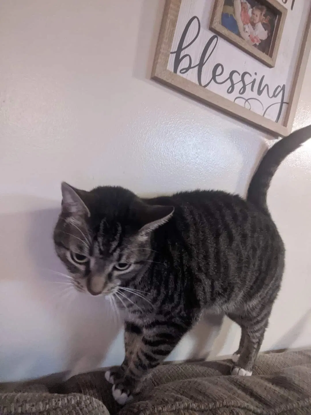 Lost cat in Westerville, OH, 43082