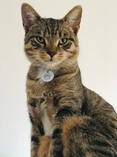 Lost cat in Barrington, IL, 60010