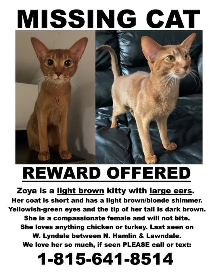 Lost cat in Chicago, IL, 60647