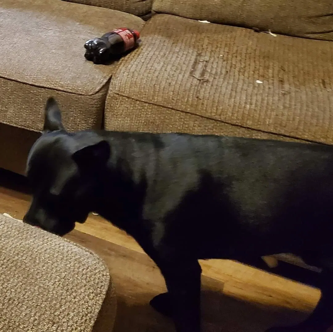 Lost dog in Dothan, AL, 36301