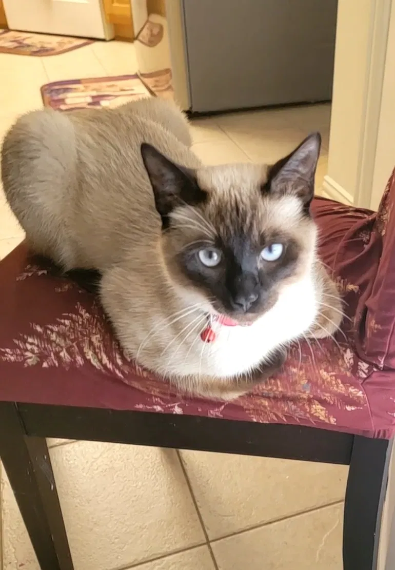 Lost cat in Flower Mound, TX, 75028