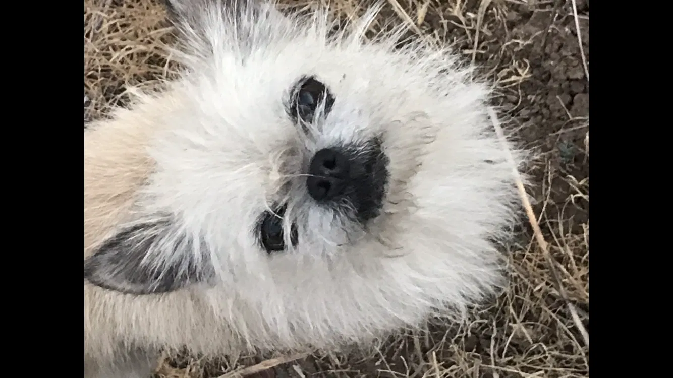 Lost dog in Lemon Grove, CA, 91945