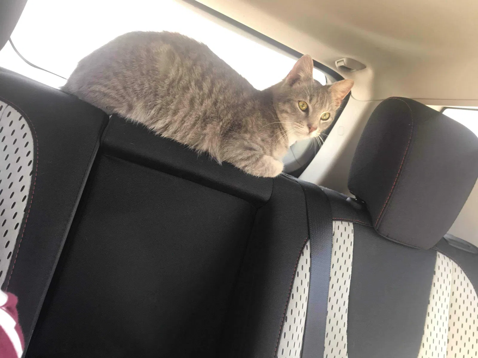 Lost cat in Fayetteville, AR, 72704