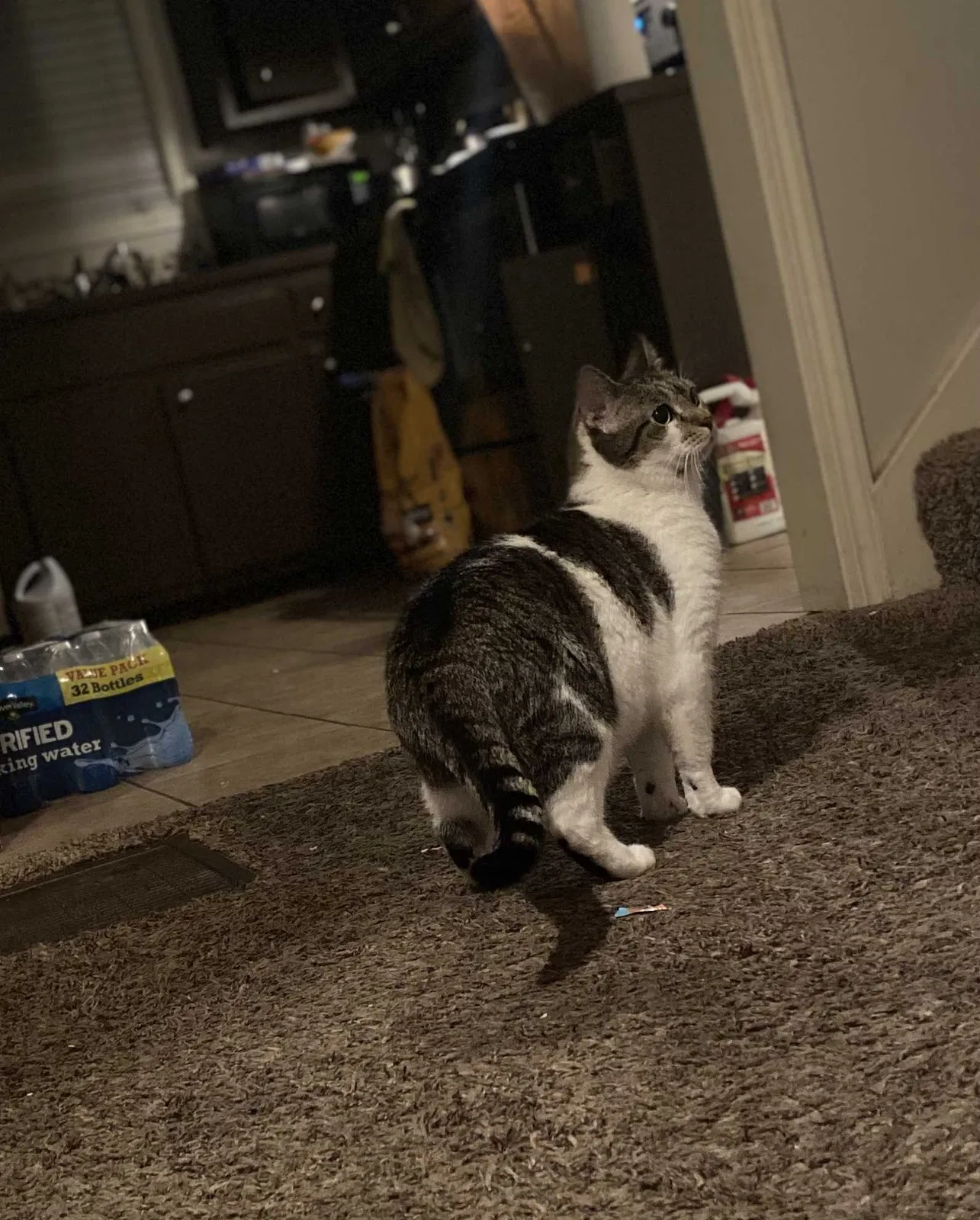 Lost cat in Chattanooga, TN, 37416