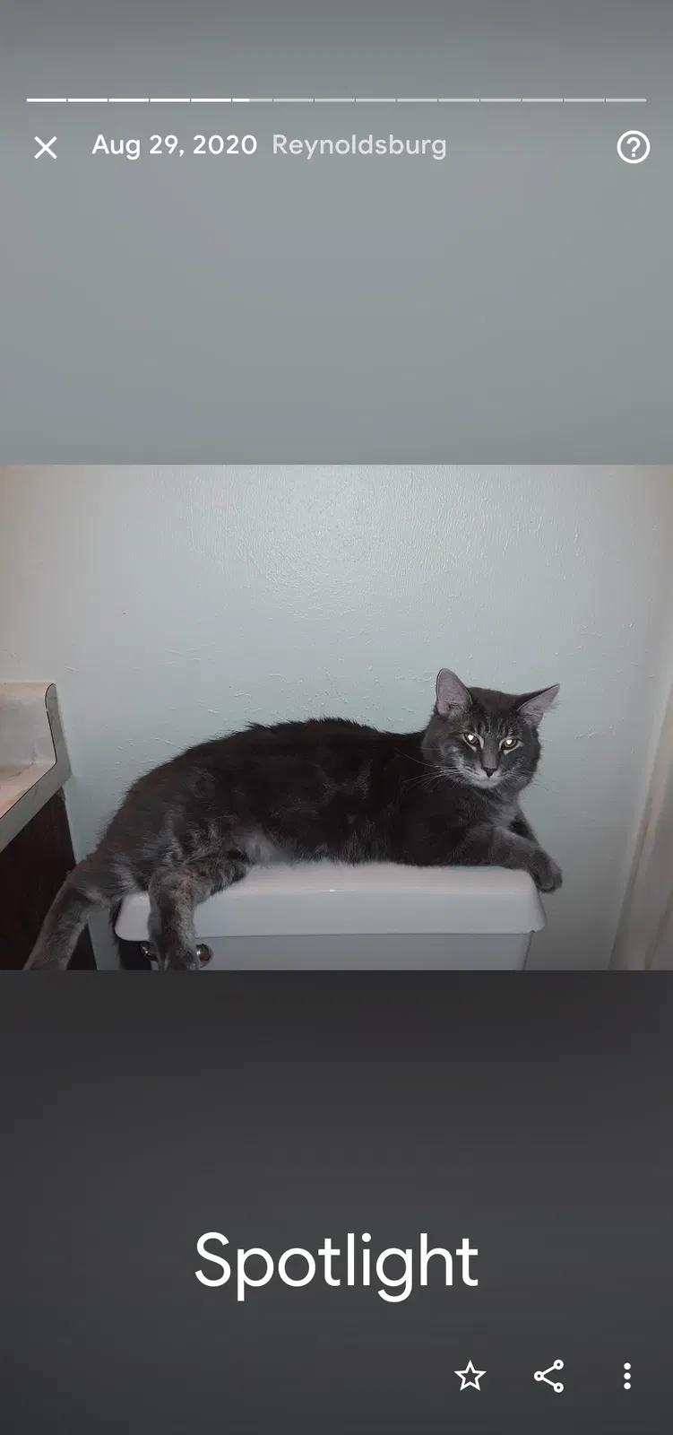 Lost cat in Reynoldsburg, OH, 43068