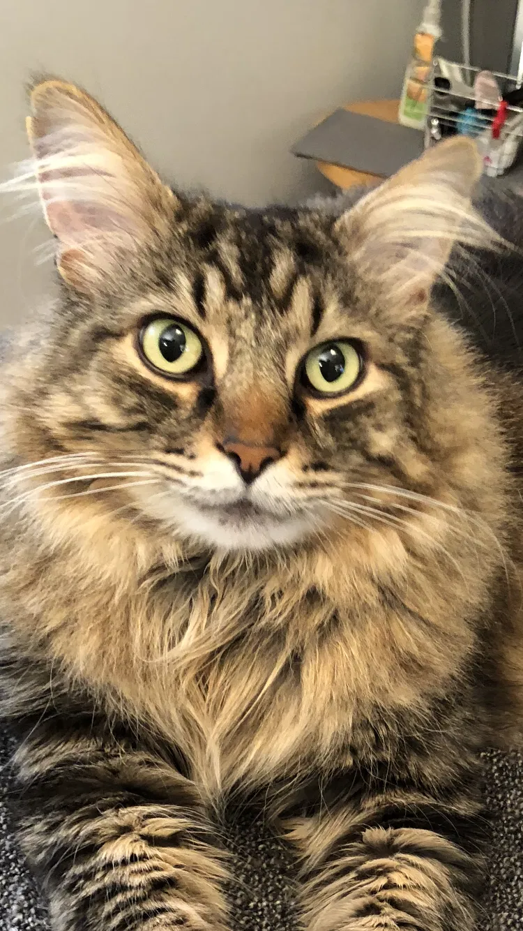 Missing Cat