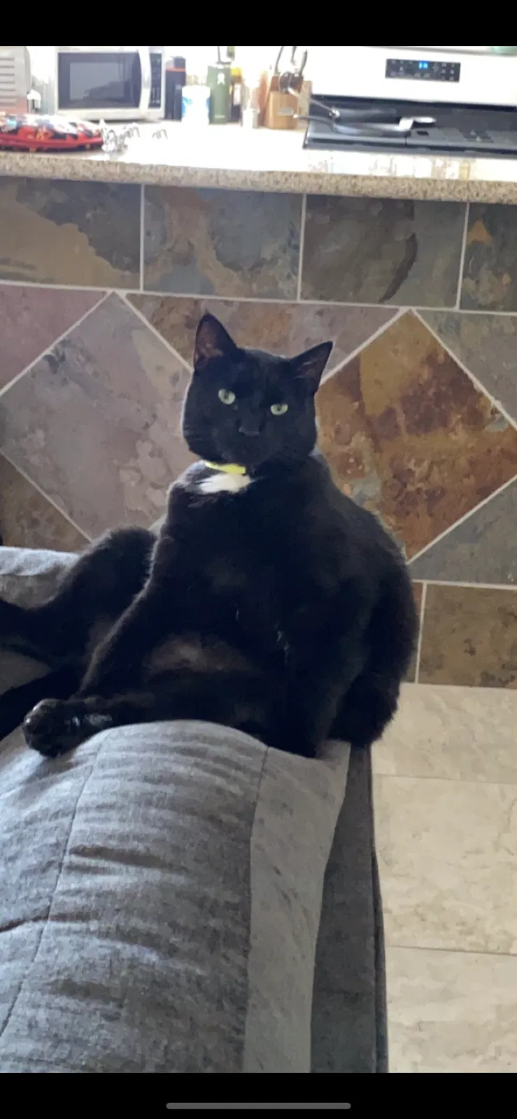 Lost cat in San Diego, CA, 92117