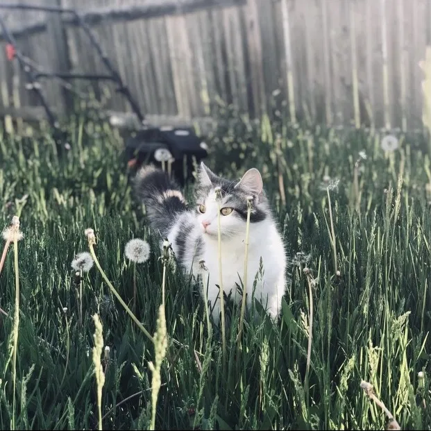 Lost cat in Franklin, IN, 46131