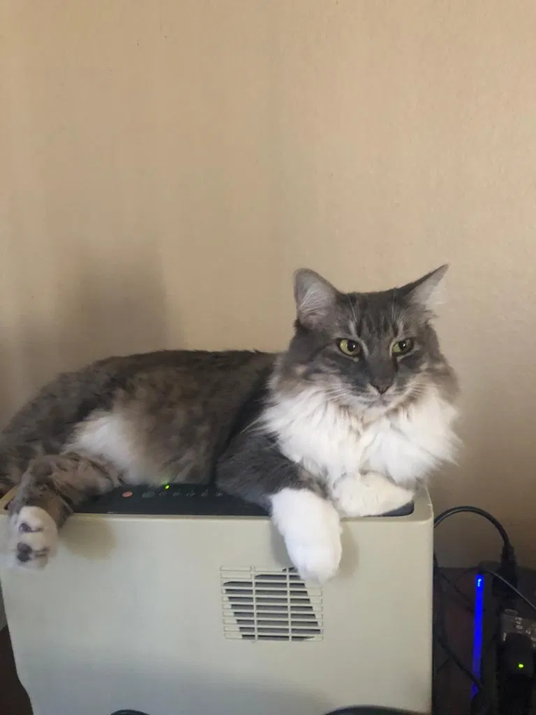 Lost cat in Euless, TX, 76040
