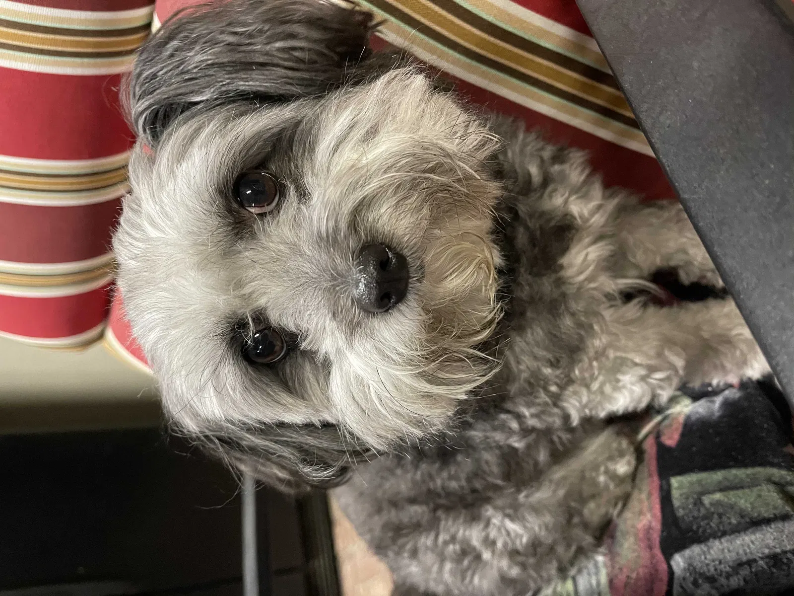 Lost dog in Reseda, CA, 91335