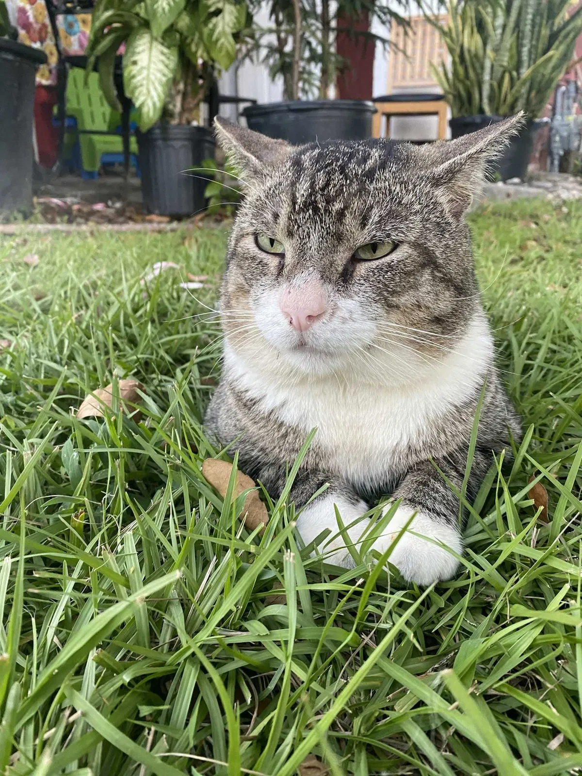 Lost cat in Homestead, FL, 33033